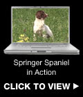 Springer Spaniel in Action
